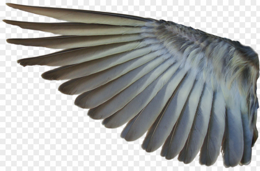 Wings Bird Mallard Wing Photography Desktop Wallpaper PNG