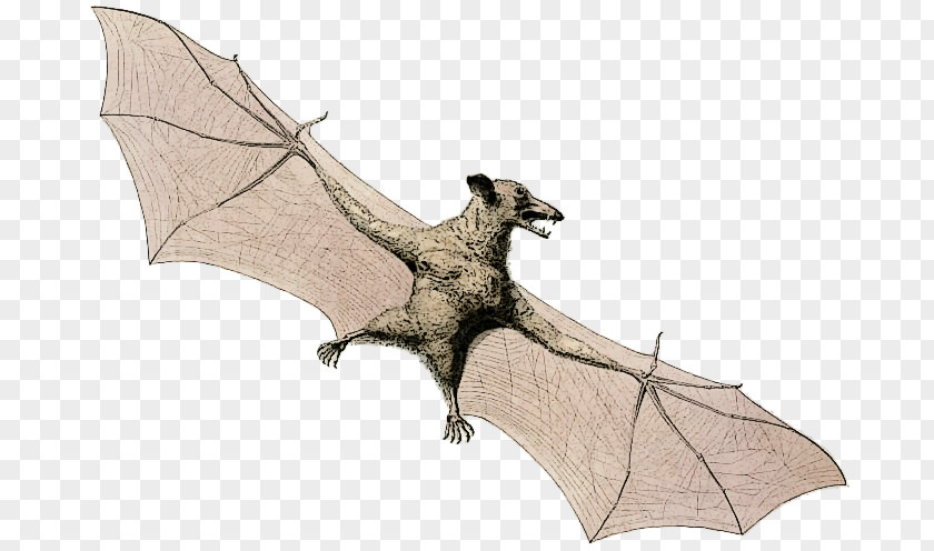 Bat Flying Foxes Animal Bee PNG
