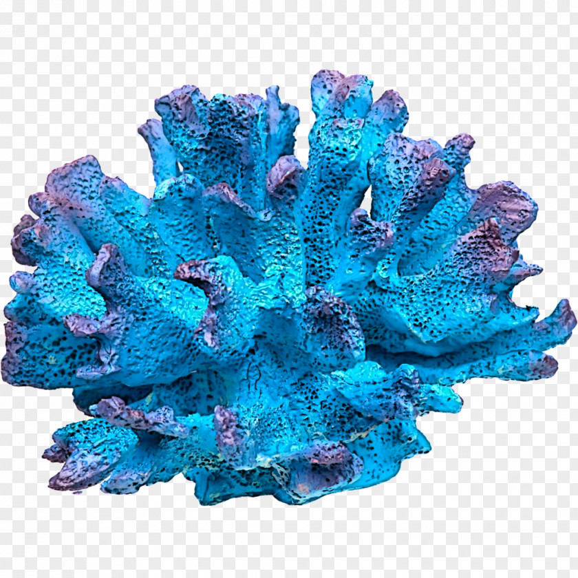Coral Reef Invertebrate Marine Biology DeviantArt PNG