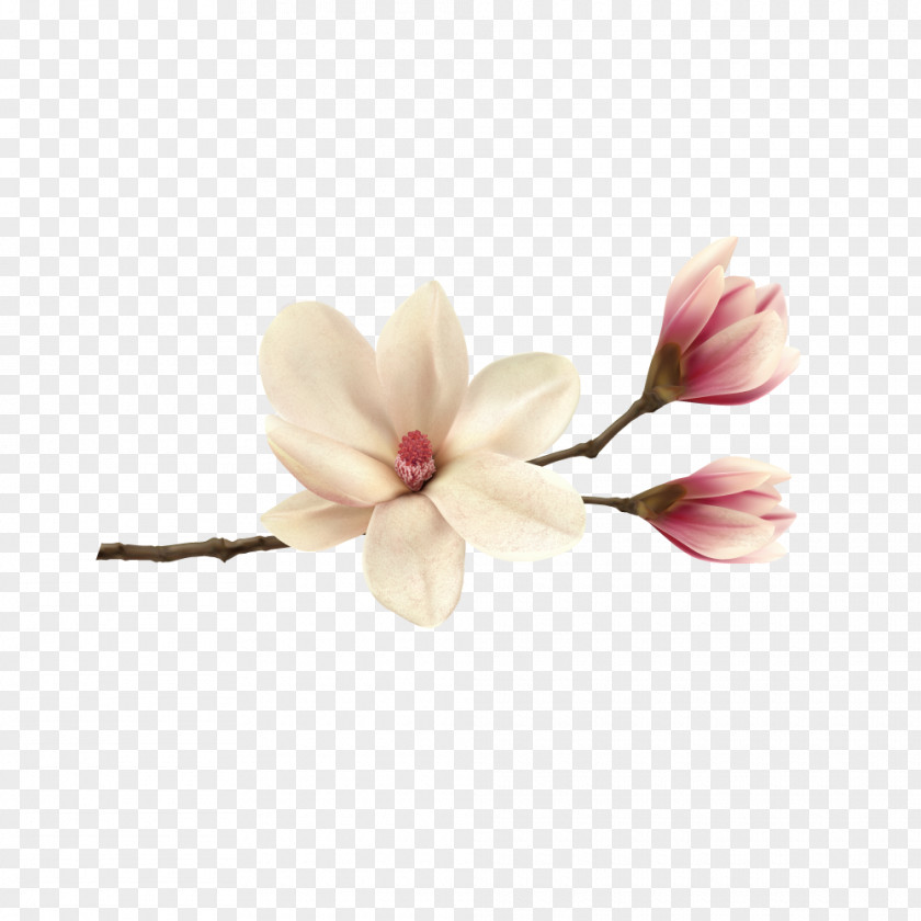 Design Magnolia PNG