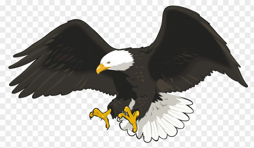Falcon Bald Eagle Clip Art PNG
