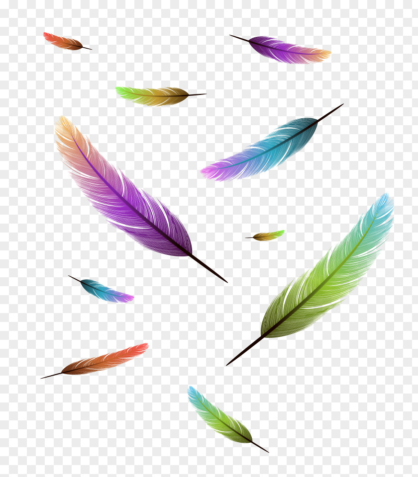 Feather Bird Drawing Stock Photography PNG