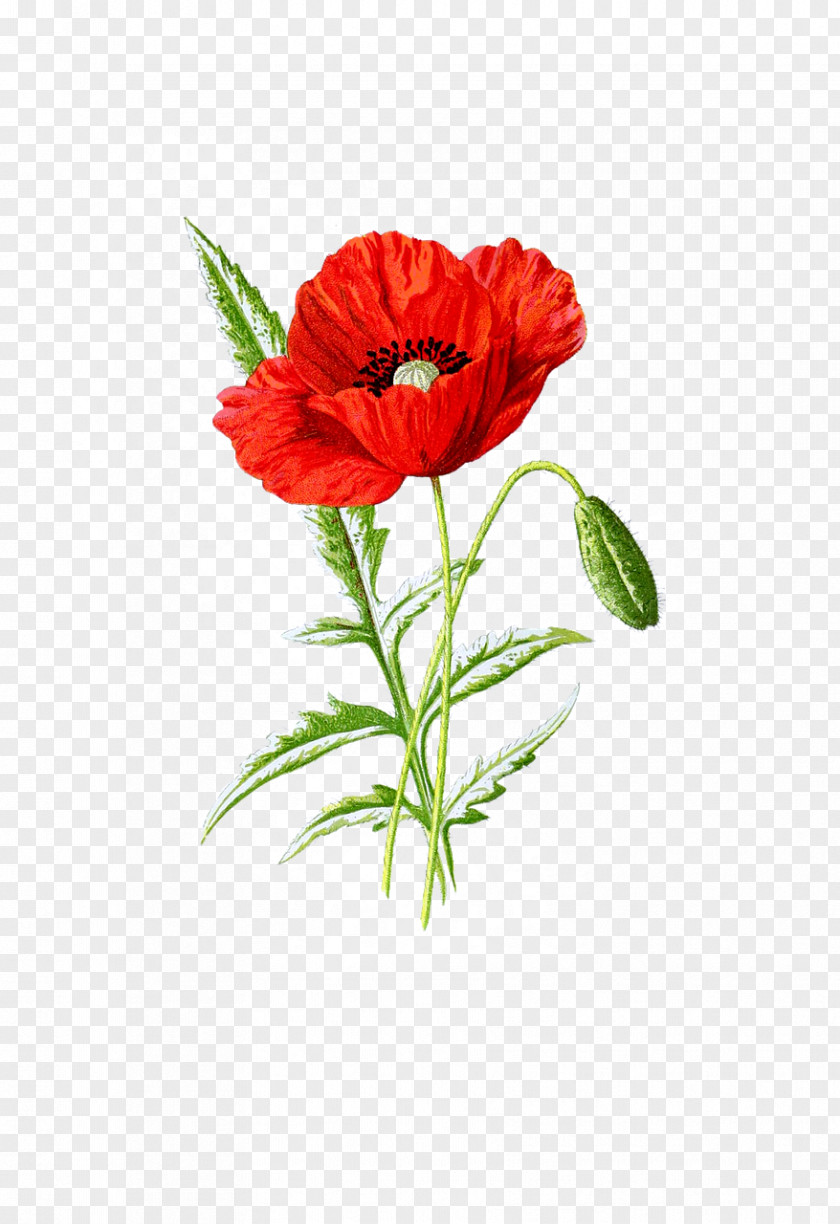 Poppy Seed Supreme Common PNG