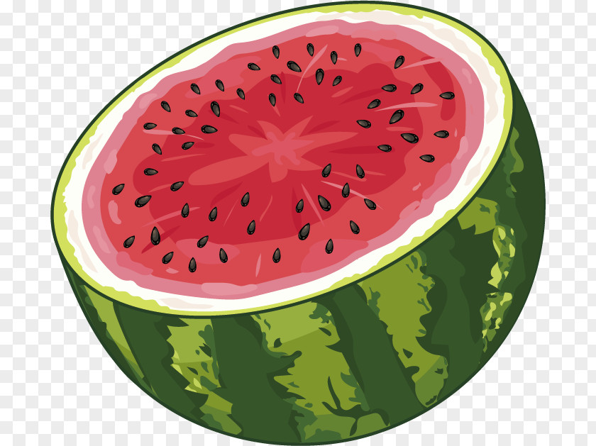 Vector Watermelon Sectional View Juice Fruit Food PNG