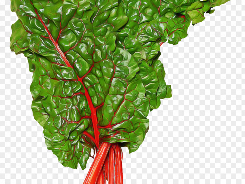 Beetroot Plant Stem Chard Leaf Vegetable PNG