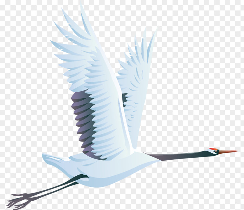 Bird Red-crowned Crane Clip Art PNG