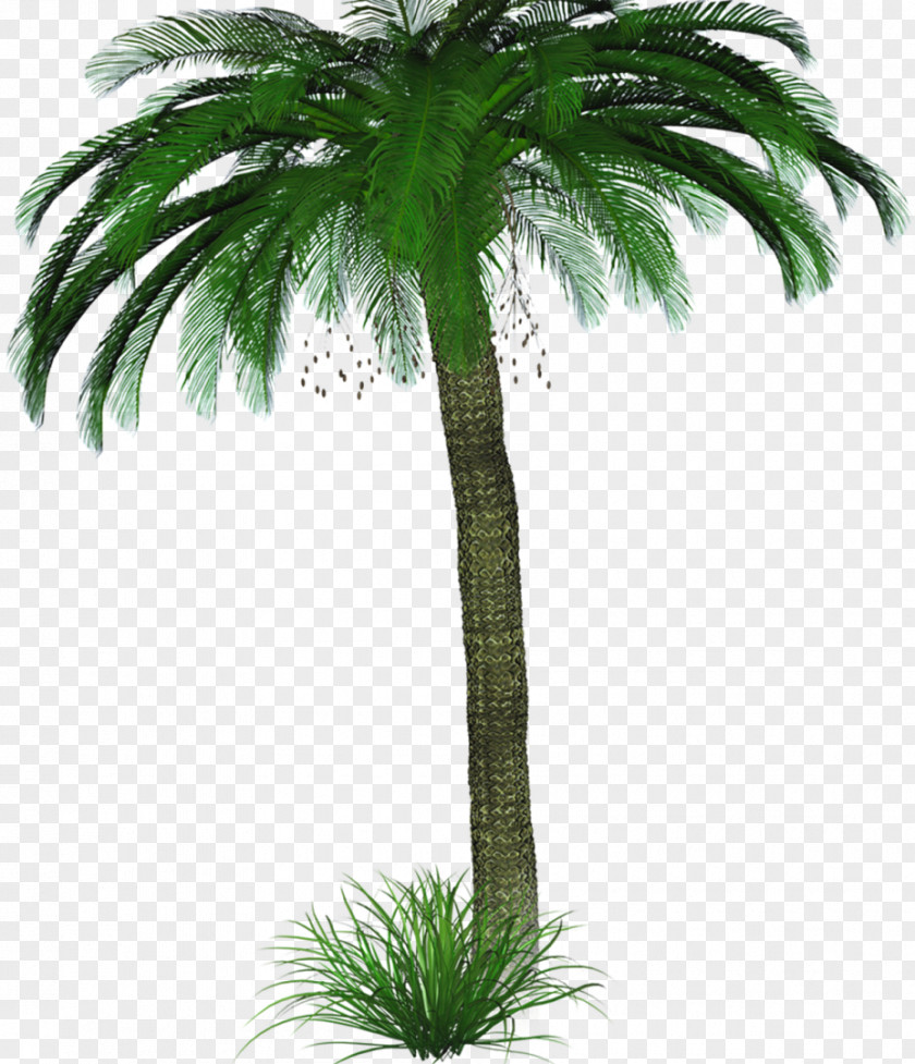 Coconut Asian Palmyra Palm Trees GIF PNG