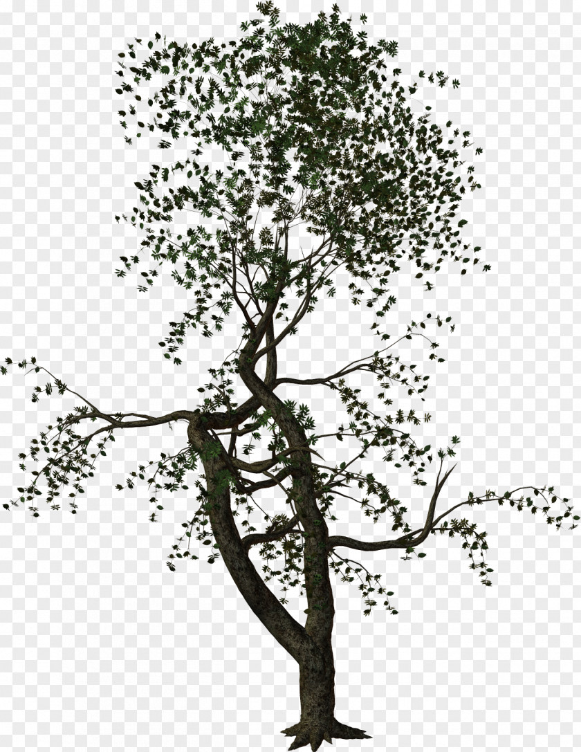 Dali Twig Shrub Woody Plant Branch PNG