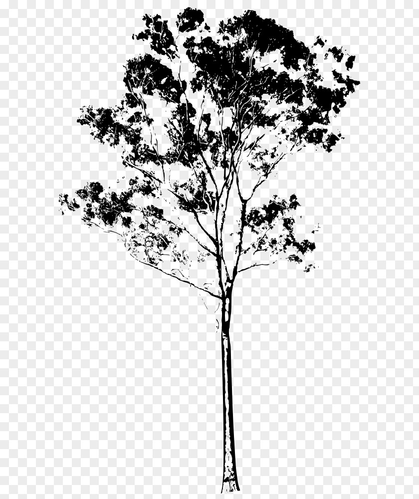 Eucalyptus Gunnii Camaldulensis Drawing Monofloral Honey Clip Art PNG