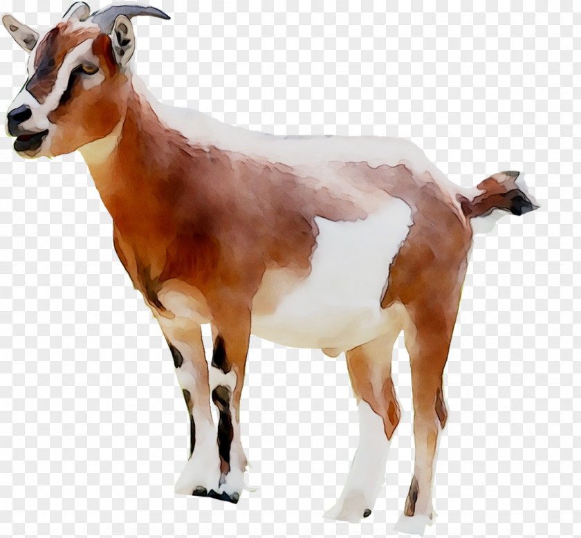 Goat Clip Art Ochsenhofer Sheep PNG