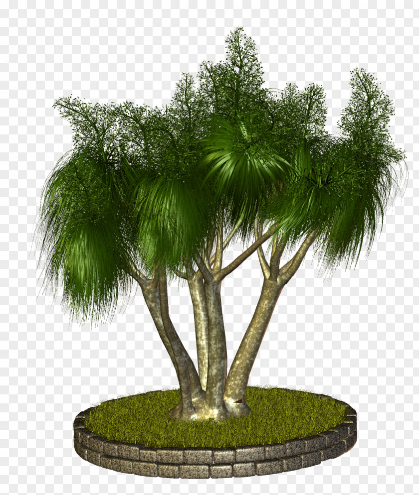 Tree Palm Trees Asian Palmyra Babassu Bonsai PNG