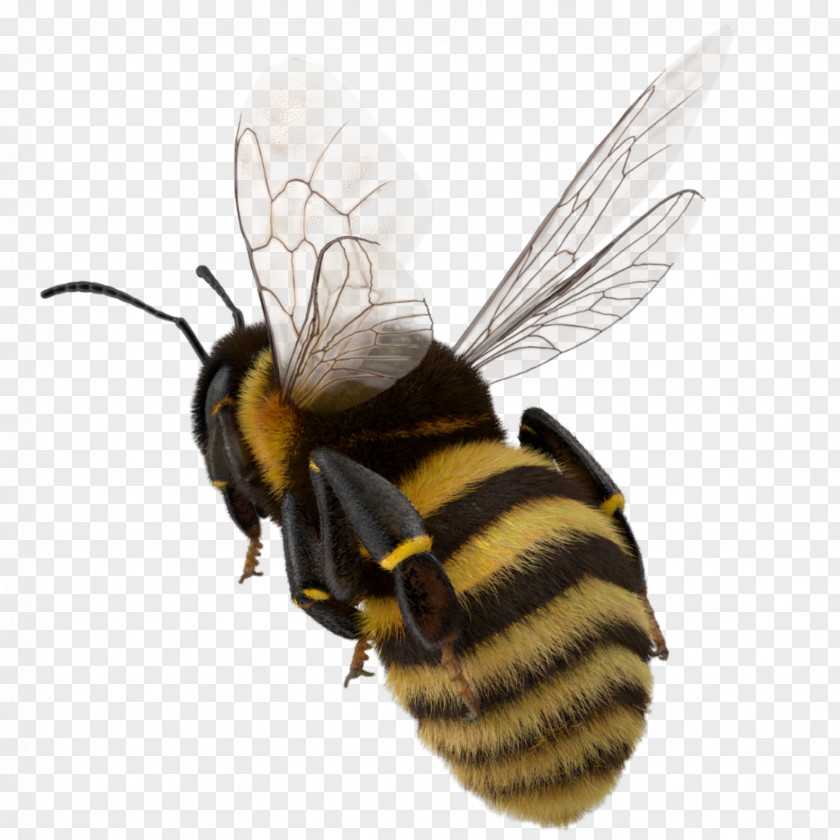 Bee Bumblebee Hornet Western Honey Insect PNG