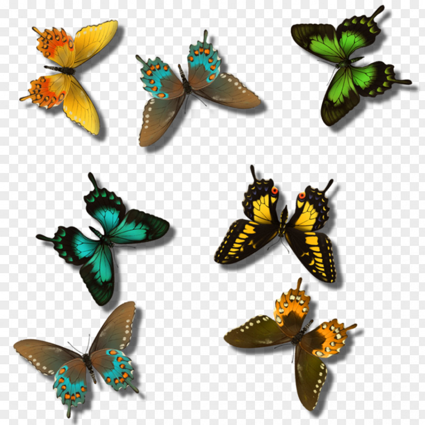 Butterfly Insect Dream Lover Wing PNG