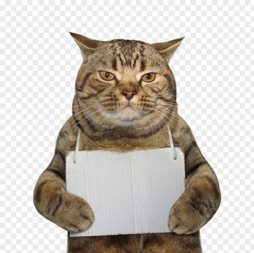 Hanging Card Cat Felidae Dog Arrest Police PNG