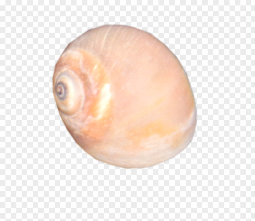 SEA SHELL Macoma Gastropods Clam Veneroida Snail PNG