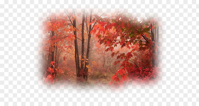 Autumn Forest Avatar Animaatio PNG