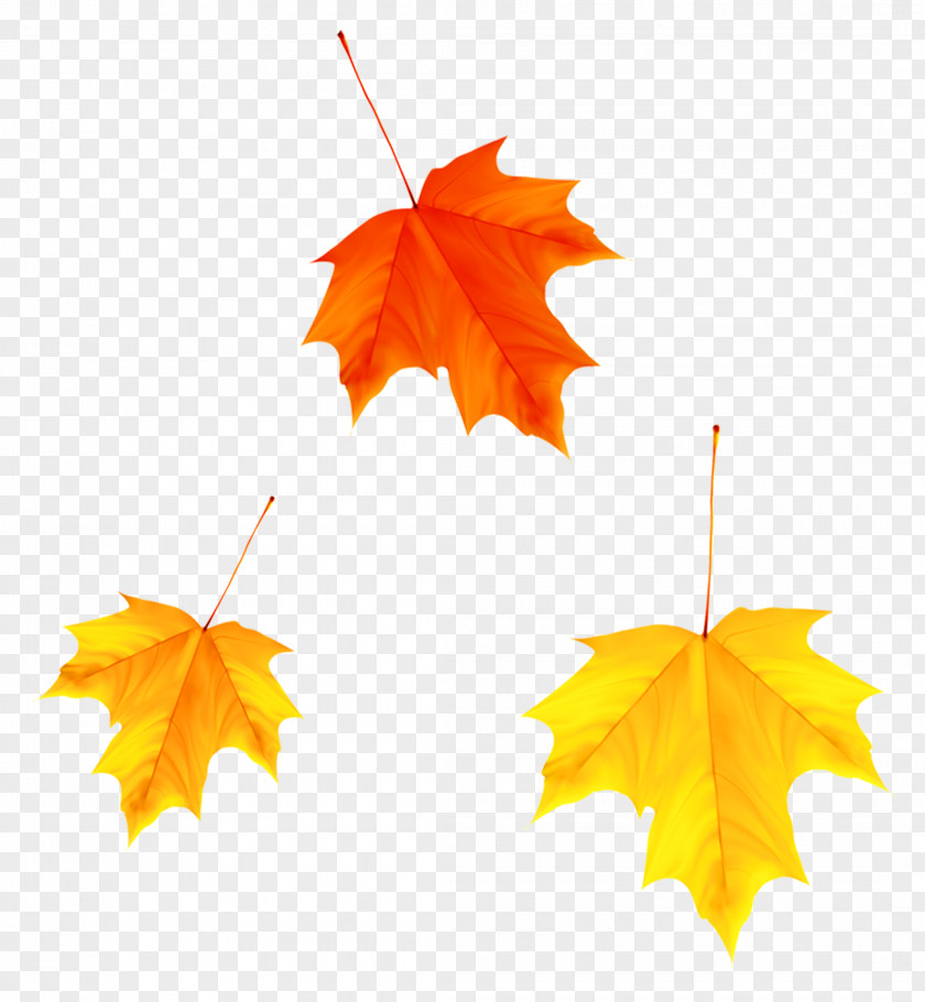 Autumn Maple Leaves Leaf Yellow PNG