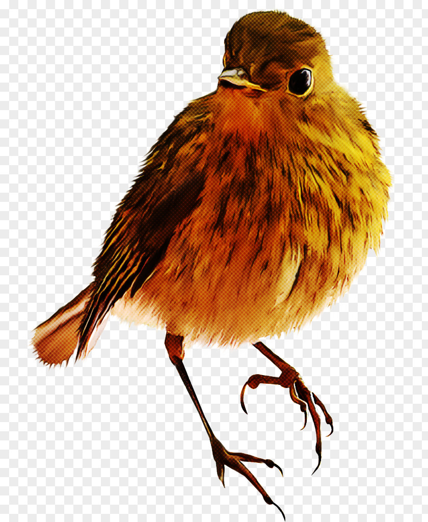 Feather PNG