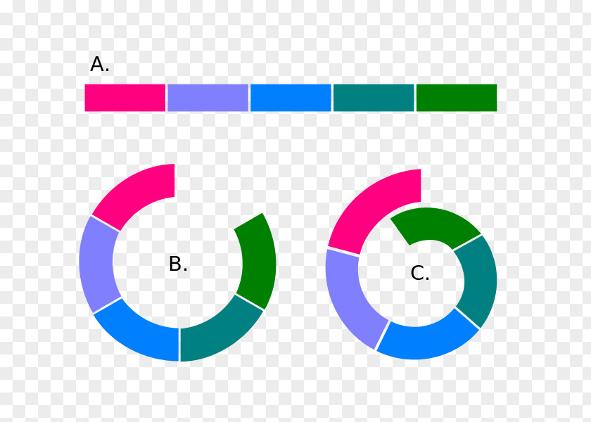 Ring Diagram European Herring Gull Species Cline Biology PNG