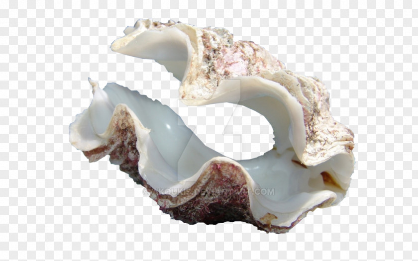 Seashell Cockle Giant Clam Oyster PNG