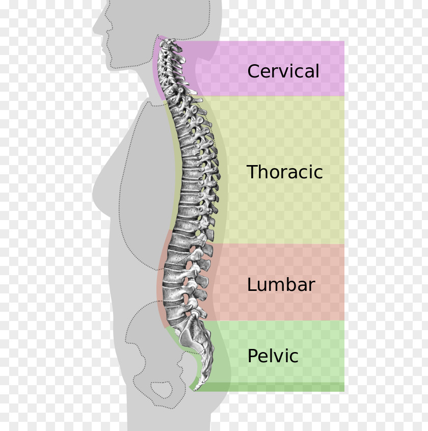 Vertebral Foramen Column Neutral Spine Lumbar Vertebrae Ligament PNG