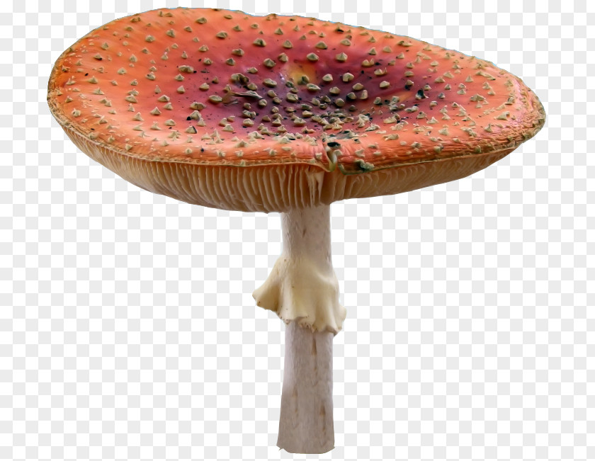 Fairy Tale Mushroom Edible Photography PNG