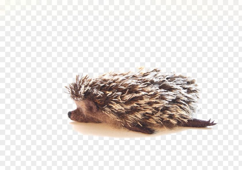 Hedgehog Domesticated Illustration PNG