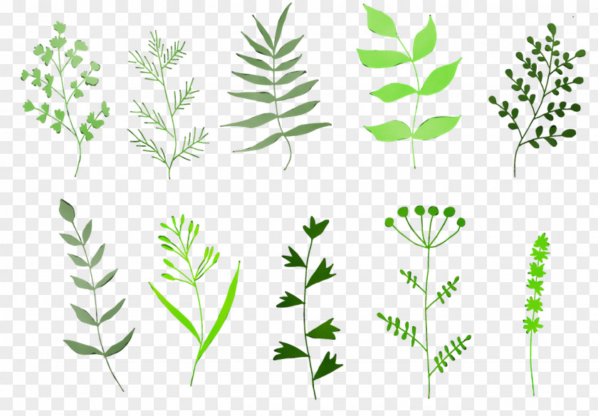 Leaf Plant Stem Herbal Medicine Grasses Herb PNG