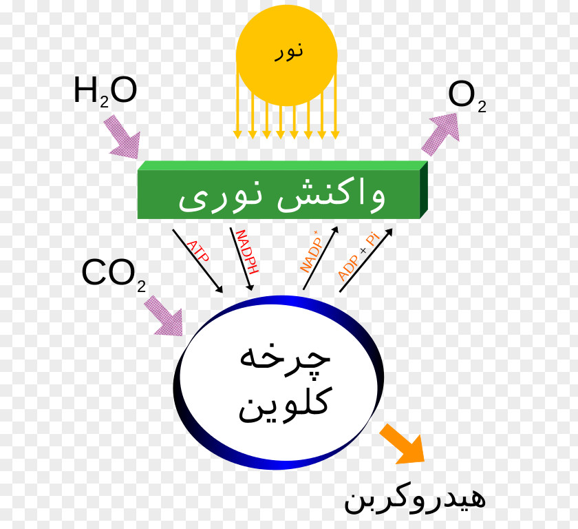 Light Photosynthesis Light-dependent Reactions Carbon Dioxide Energy PNG