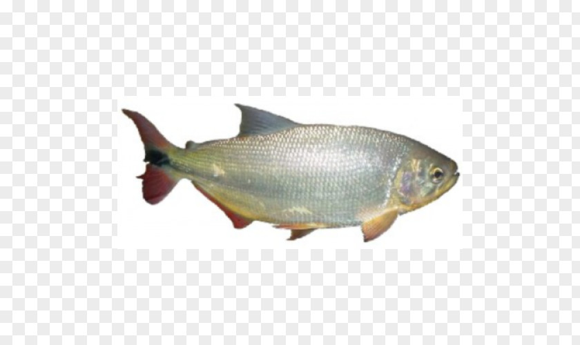 Peixe Sardine Salmon Milkfish Juvenile Fish Brycon Hilarii PNG