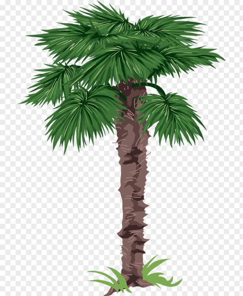 Tree Arecaceae Drawing Clip Art PNG