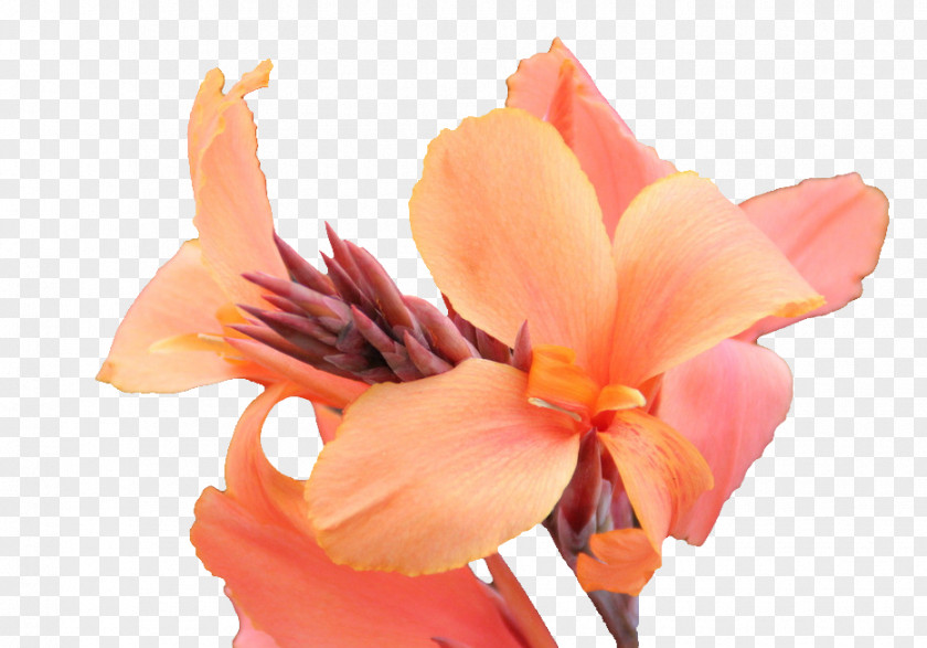 Cannabis Pictures Canna Flower Photography PNG