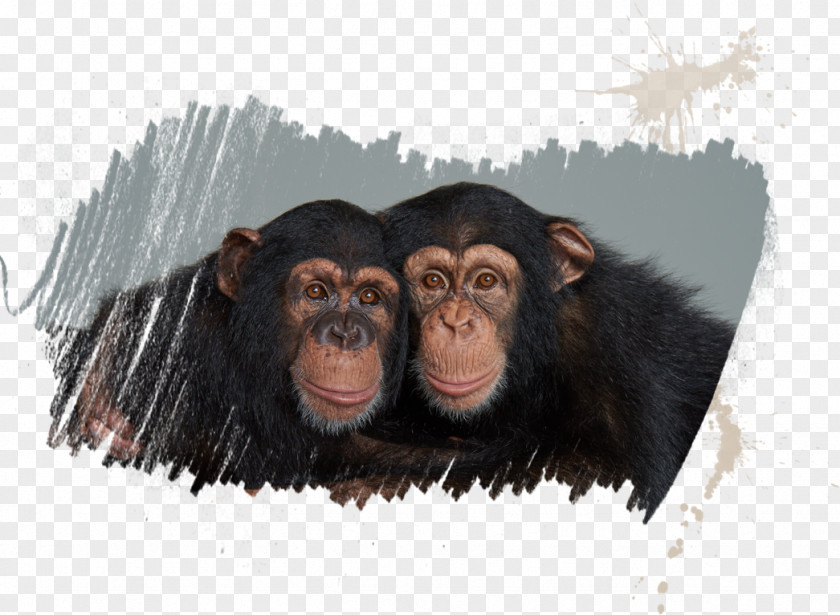 Chimpanzee Common Homo Sapiens Tourist Attraction Elephantidae Myrtle Beach PNG