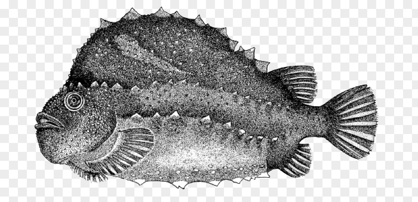 Cyclopterus Lumpus Grey Triggerfish True Tunas Atlantic Blue Marlin PNG