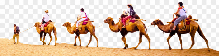 Desert Travel Camel PNG