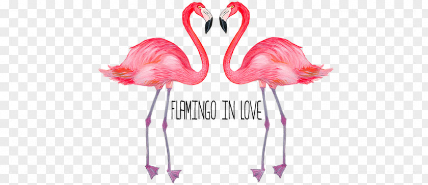 Flamingo Love Flamingos Desktop Wallpaper Photography PNG