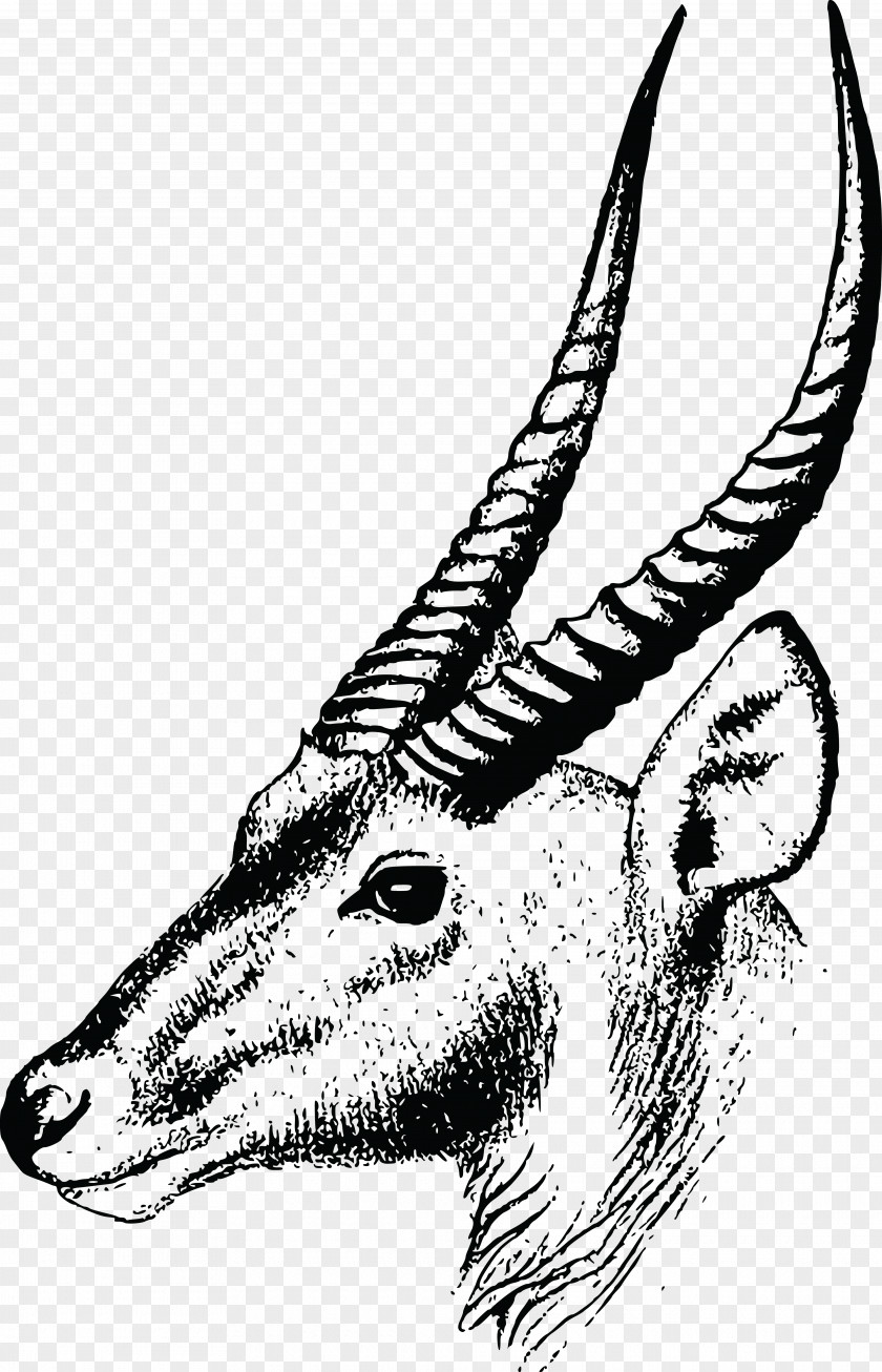 Gazelle Antelope Springbok Oryx Clip Art PNG