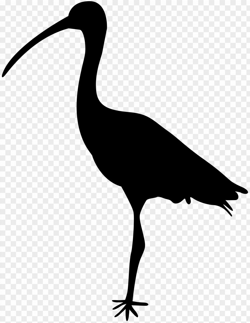 Kiwi Bird Crane Silhouette Ibis Clip Art PNG