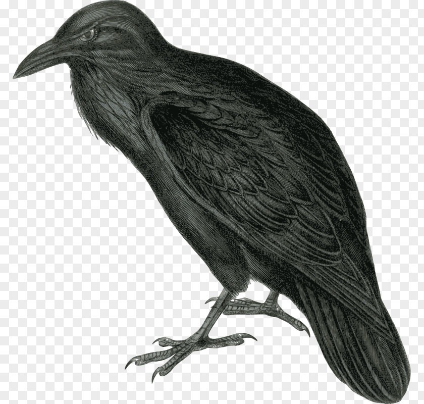 Raven Drawings Clip Art Common Openclipart Free Content Image PNG