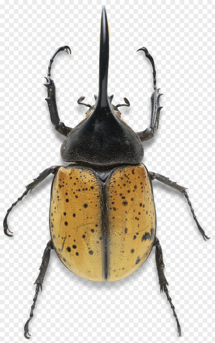 Toucan Hercules Beetle Dynastes Tityus Dung Stag PNG