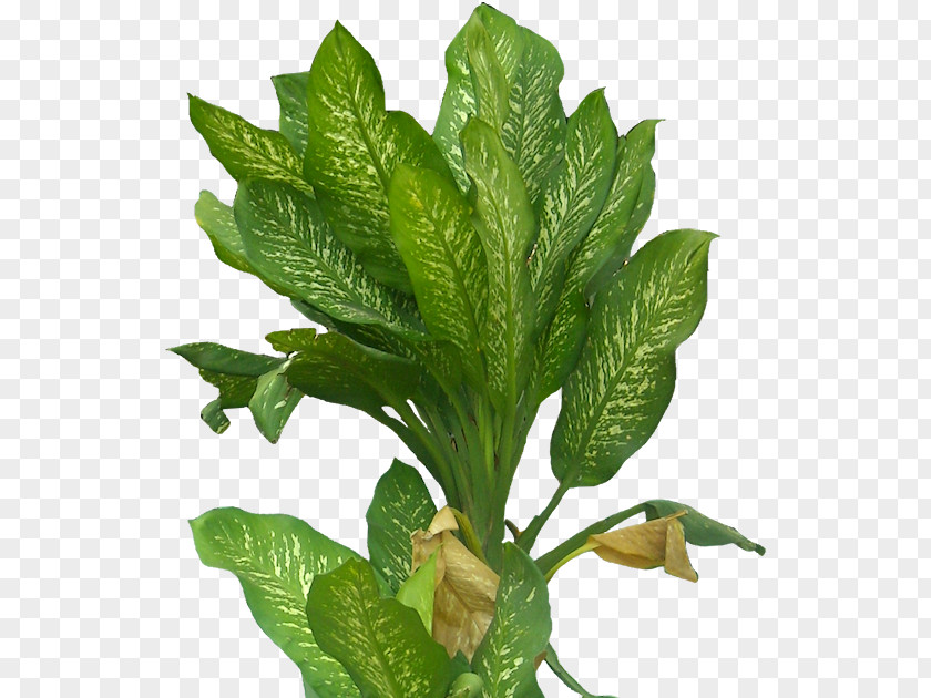 Tropical Leaf Drawing Plant PNG