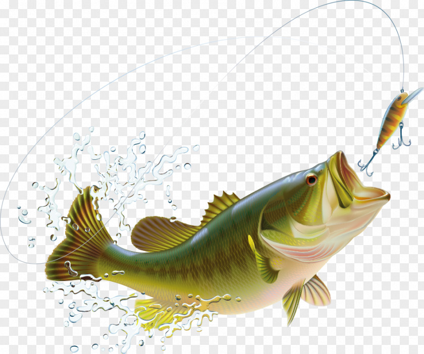 Cartoon Vector Fish Splash And Spray Largemouth Bass Fishing Illustration PNG