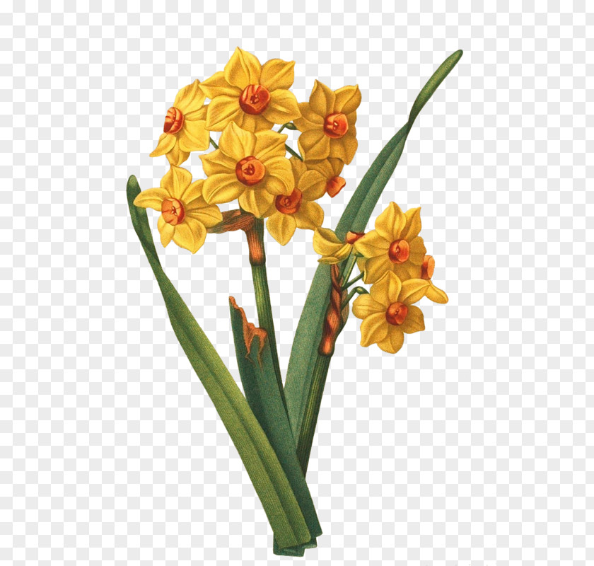 Flower Daffodil Tile Gottorfer Codex Design PNG