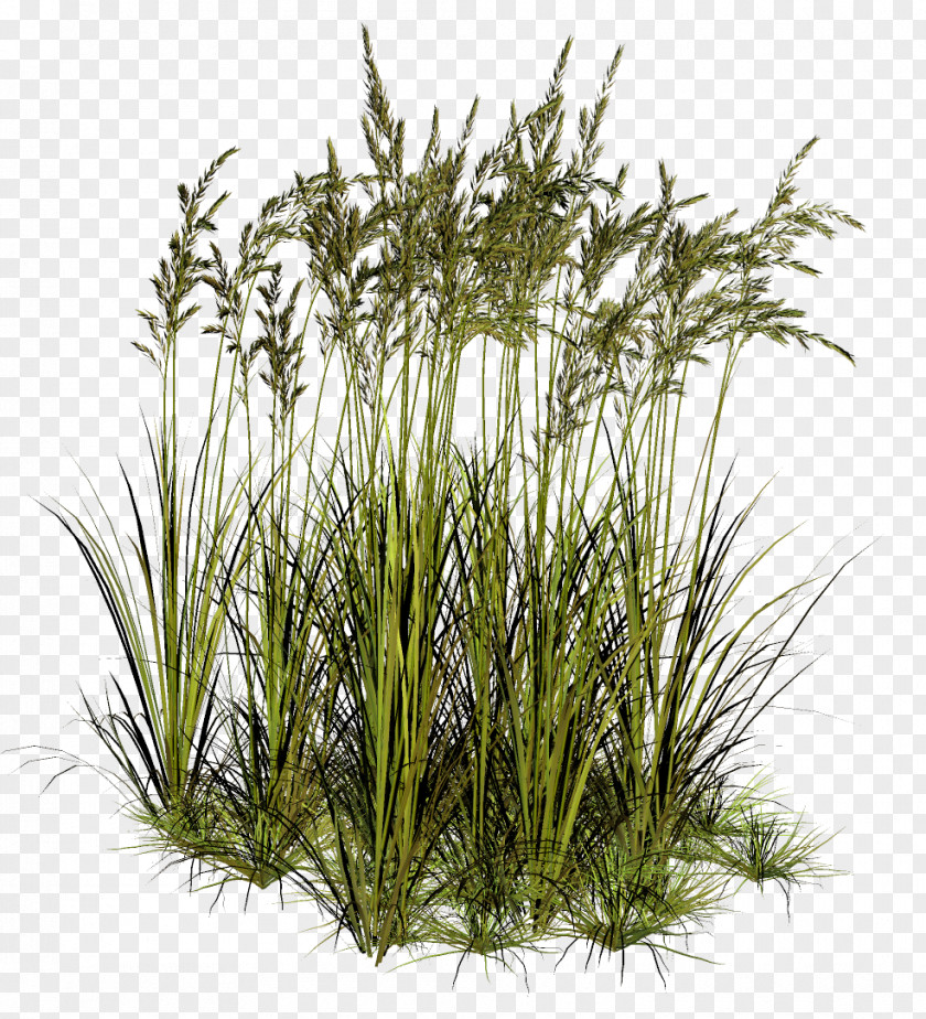 Grass Herbaceous Plant PaintShop Pro Clip Art PNG