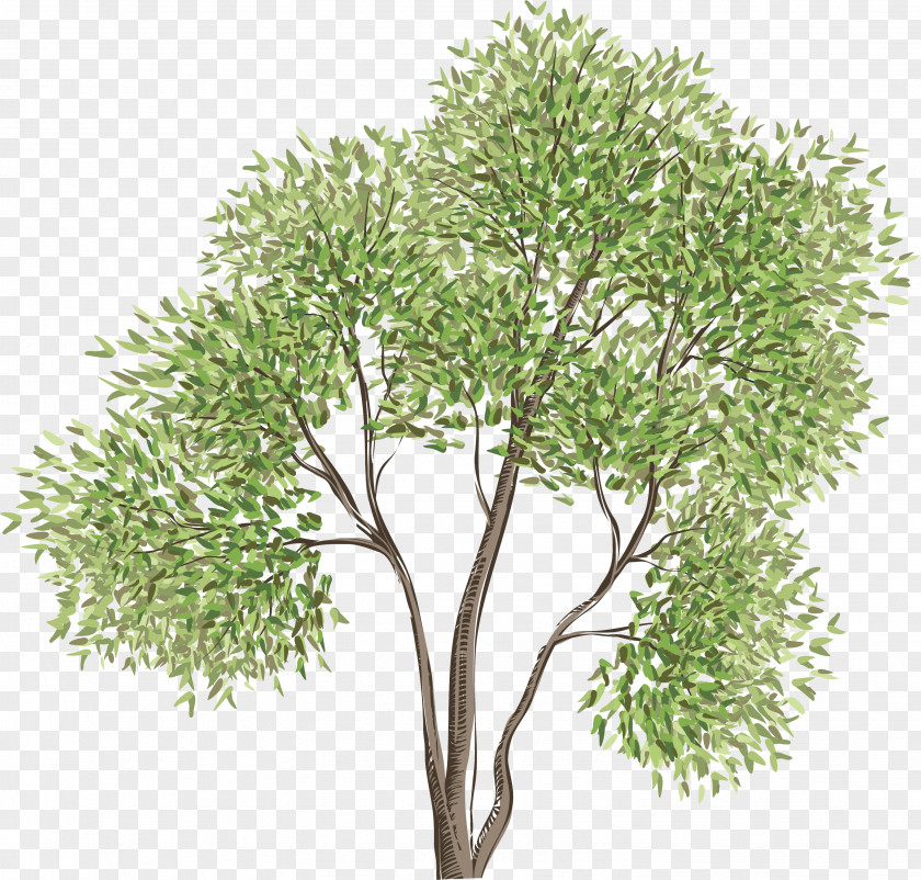 Spring Tree Photography PNG