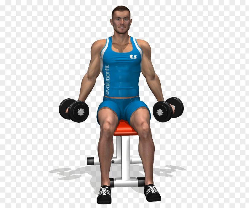 Biceps Curl Weight Training Barbell Dumbbell PNG