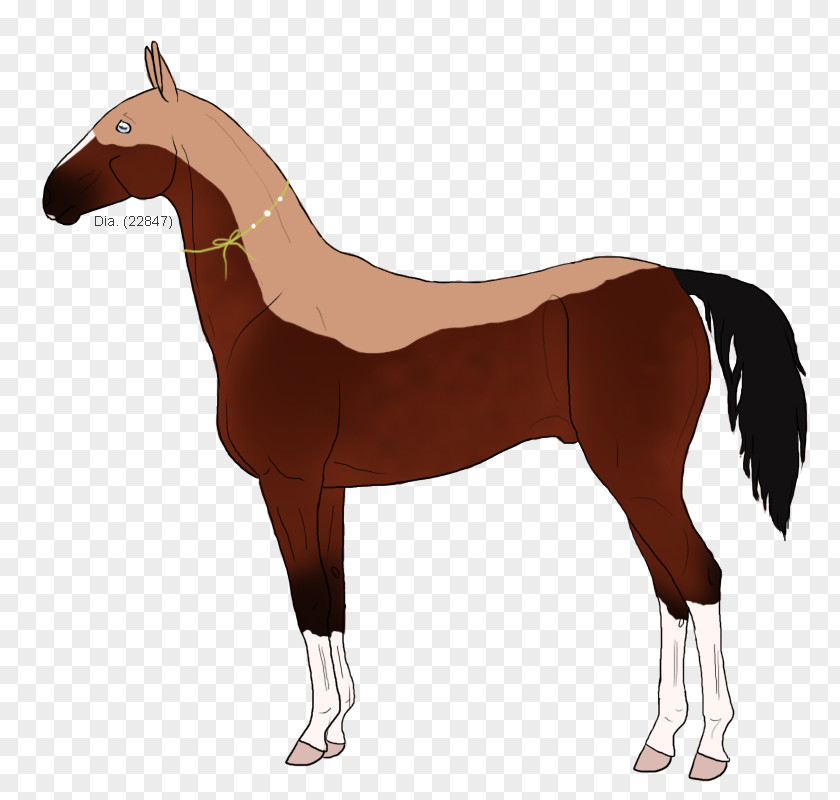 Mustang Foal Pony Mare Art PNG