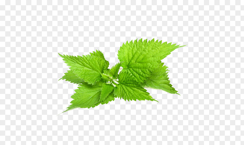 Salvia Sclarea Common Nettle Stock Photography Plant Herb PNG