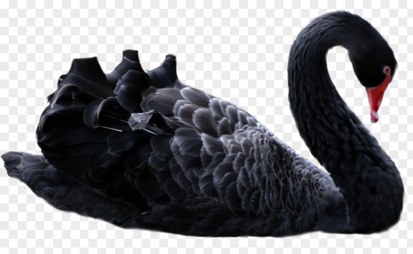 Swan The Black Swan: Impact Of Highly Improbable Antifragile Guesthouse Manong Road New Europa PNG