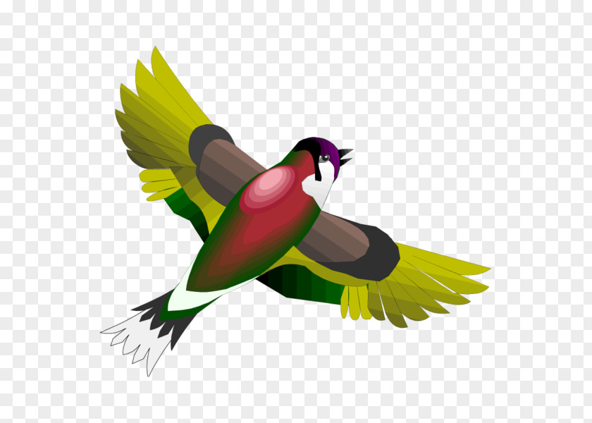 Bird Day Swallow Parrot Parakeet PNG